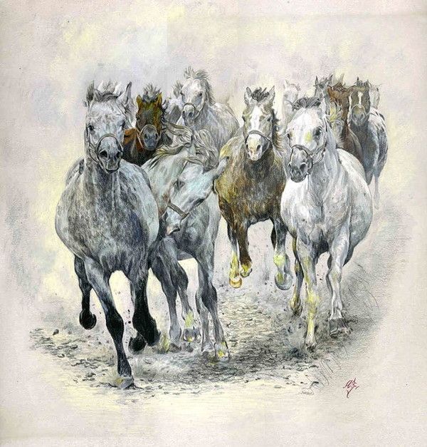 Chevaux  (M.Z)