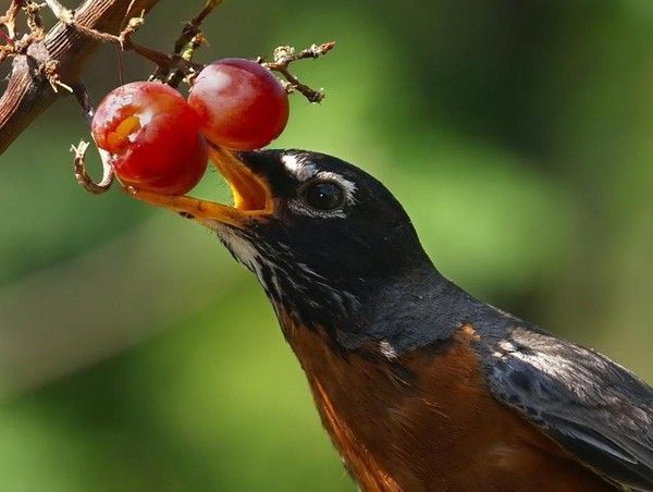 Photos droles et belles d'animaux 