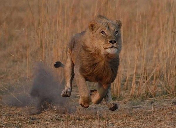 Photos droles et belles d'animaux 