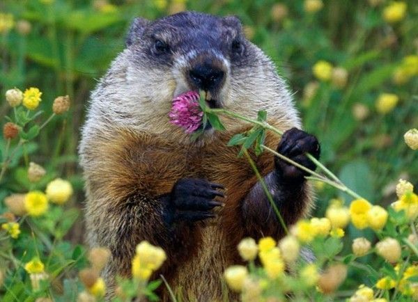 Photos droles ou belles d'animaux divers 