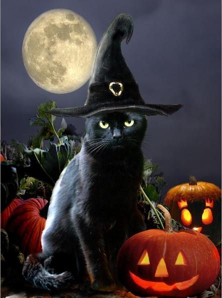 Halloween diverses images  (G.F)