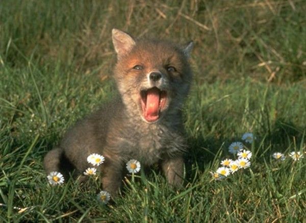 Photos droles et belles d'animaux