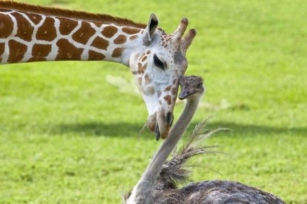 Photos droles et belles d'animaux 