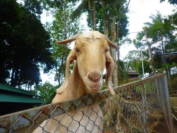 Voyage à Koh Samui  ( ile Thailandaise )