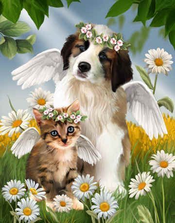 Chats chiens mignonnes images B  ( T.W)