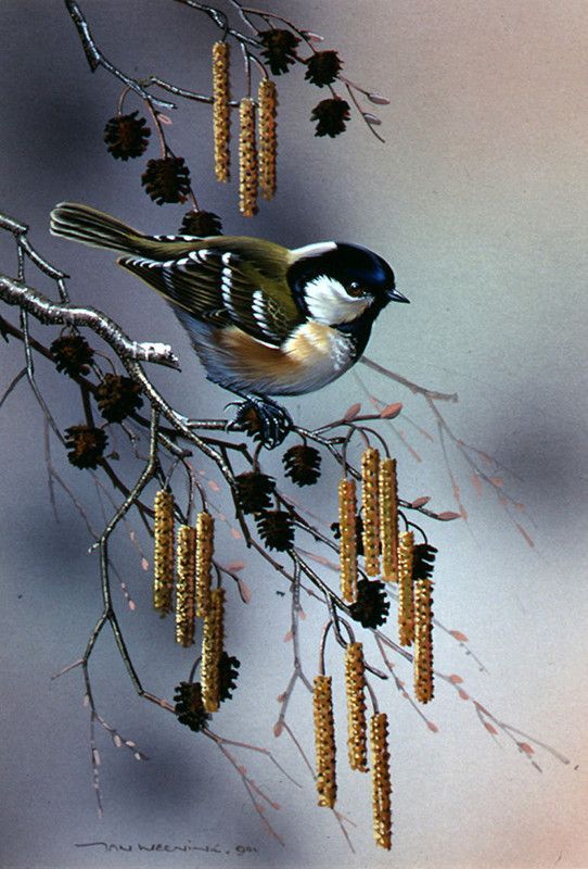 16-Oiseaux peints divers artistes