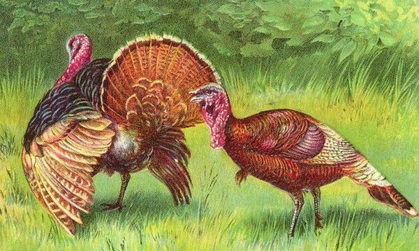 15- Cartes vintage A ( fêtes diverses) :Thanksgiving