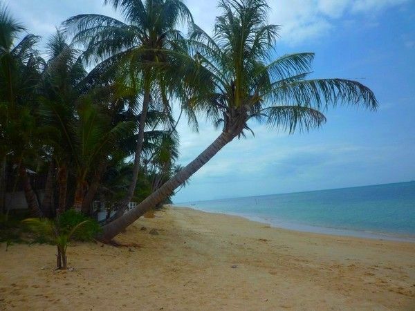 Voyage à Koh Samui  ( ile Thailandaise )