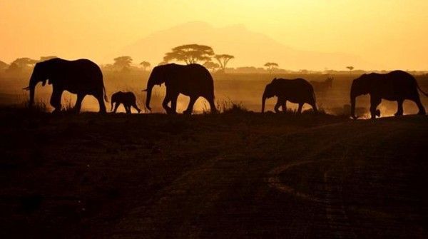 Fond ecrans animaux et divers 