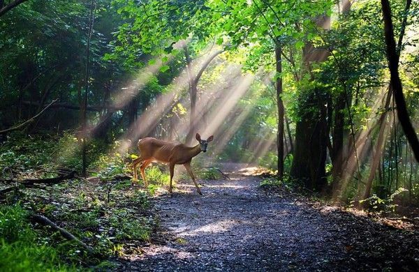 Photos droles ou belles d'animaux divers