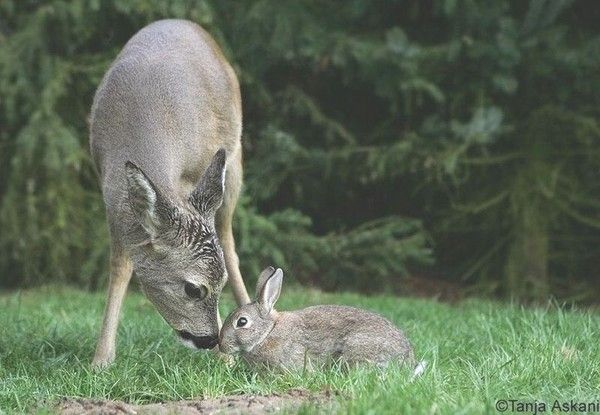 Photos droles ou belles d'animaux divers 