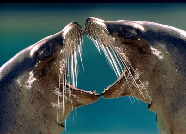 Photos droles ou belles d'animaux divers 