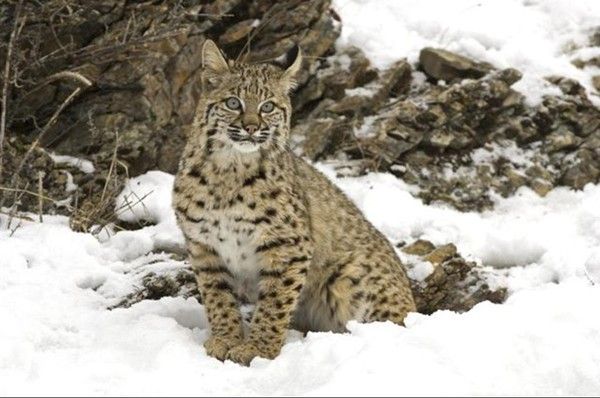 Fonds d'ecrans animaux et divers  