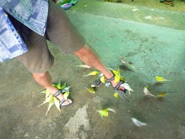 Voyage à Koh Samui  ( ile Thailandaise )