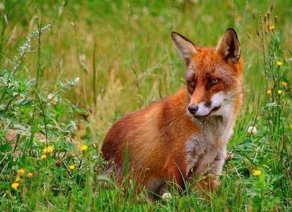 Fond ecrans animaux et divers 