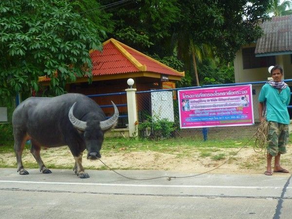 Voyage à Kho Samui hiver 2013 ( Suite)