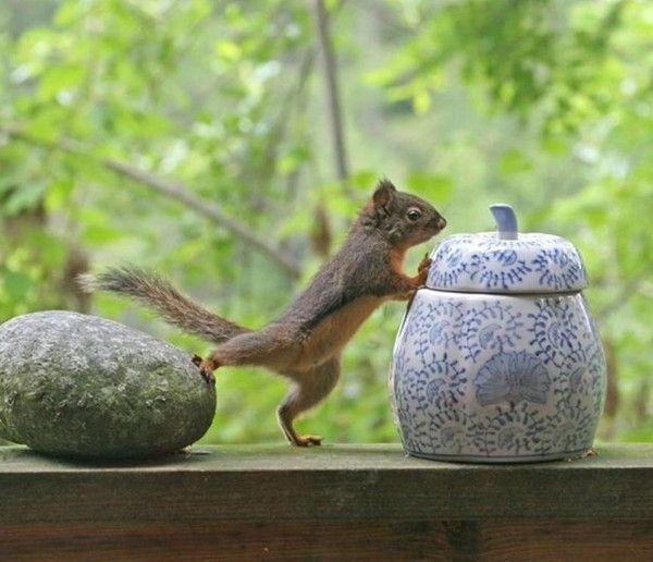 Photos droles et belles d'animaux 