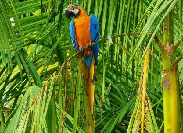 Photos droles et belles d'animaux 