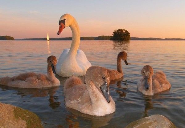 Photos droles et belles d'animaux 