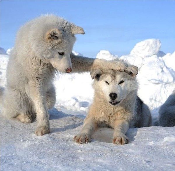 Photos droles ou tendres de chiens