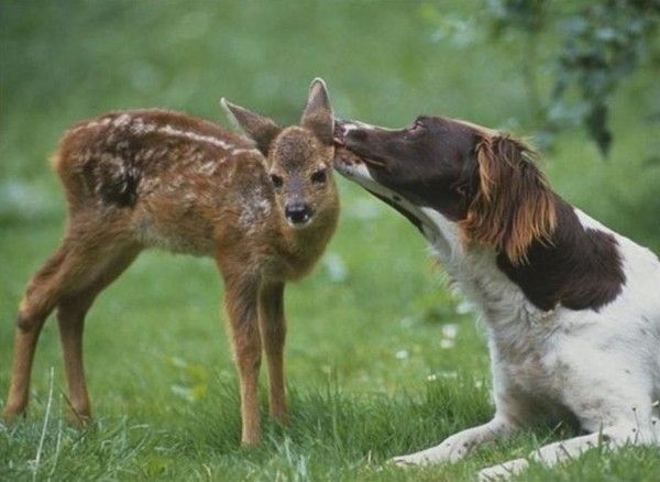 Photos droles ou tendres de chiens