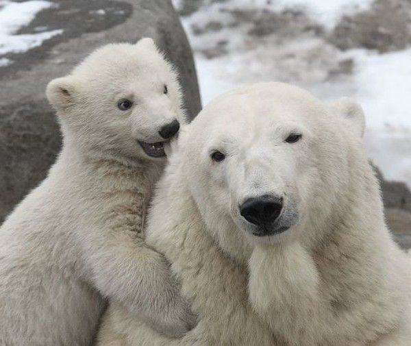 Photos droles et belles d'animaux 