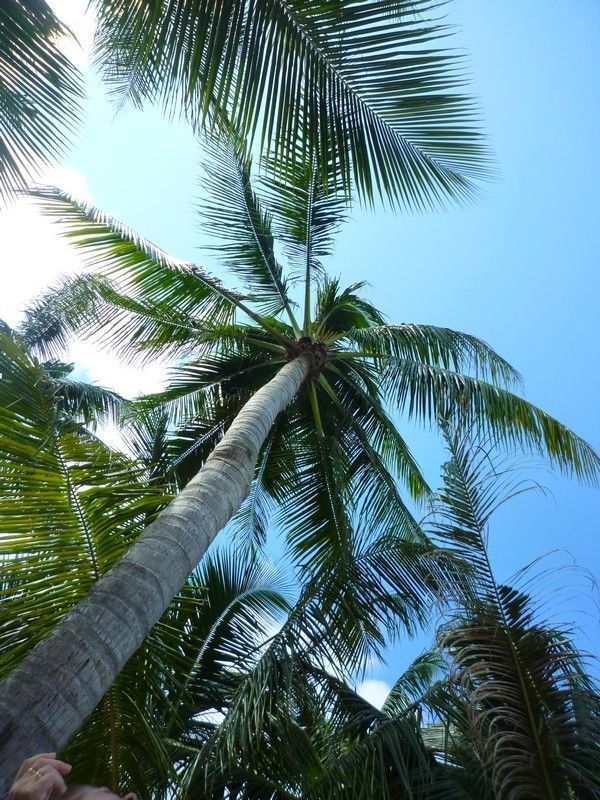 Voyage à Kho Samui  ( ile Thailandaise )