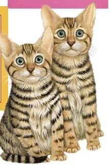 Chats ou chiens en illustrations serie B