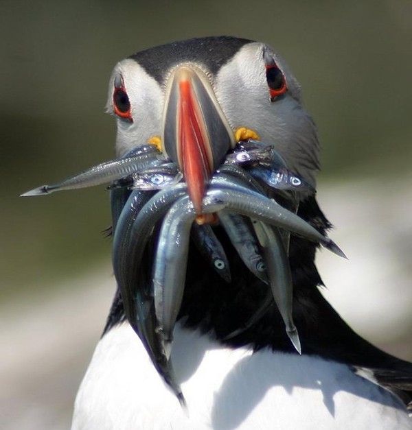 Photos droles ou belles  d'animaux divers