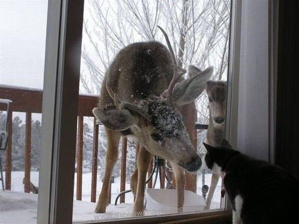 Fond ecrans animaux et divers 