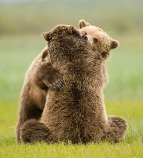 Photos droles et belles d'animaux 