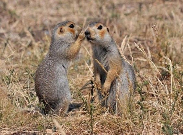 Photos droles et belles d'animaux 