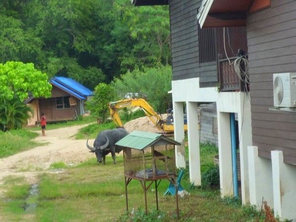 Voyage à Koh Samui  ( ile Thailandaise )