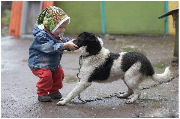 Photos droles ou tendres de chien 