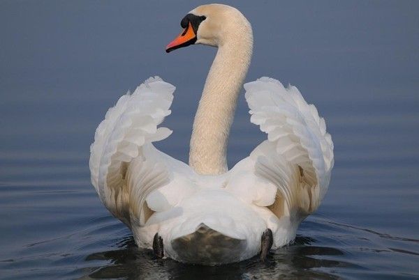 Photos droles et belles d'animaux 