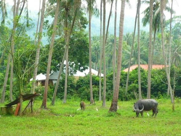 Voyage à Kho Samui  ( ile Thailandaise )