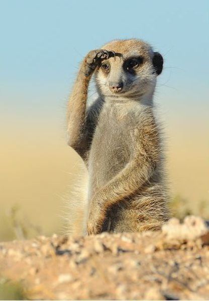 Photos droles et belles d'animaux 