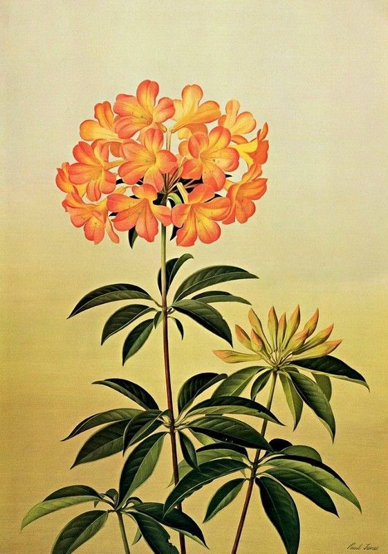 30-Fleurs fruits jardins en peinture ( P.J)