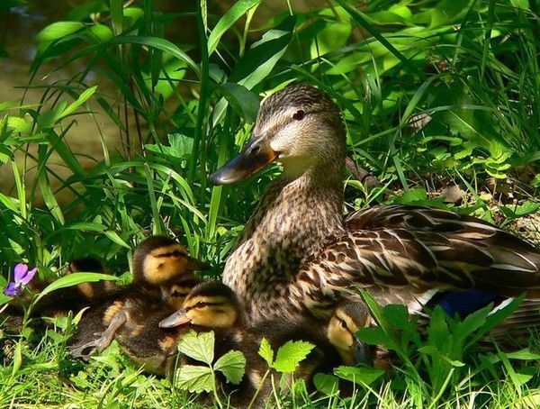 Photos droles et belles d'animaux 