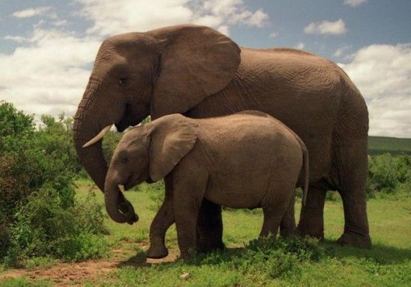 Photos droles et belles d'animaux 