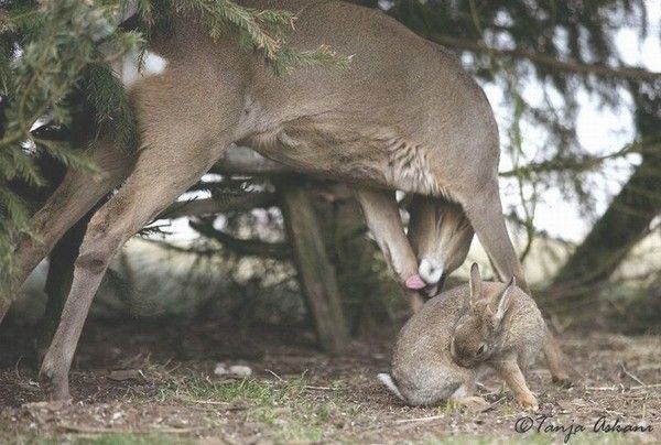 Photos droles ou belles d'animaux divers 