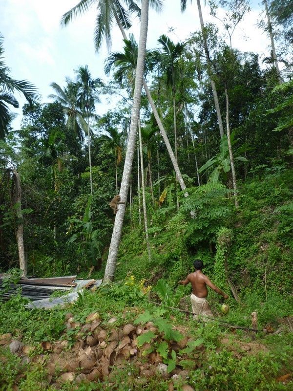 Voyage à Kho Samui  ( ile Thailandaise )