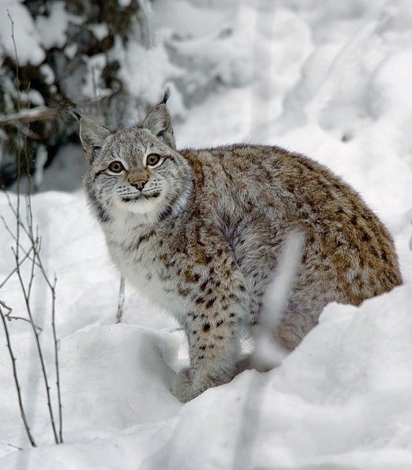 Fonds d'ecrans animaux et divers  