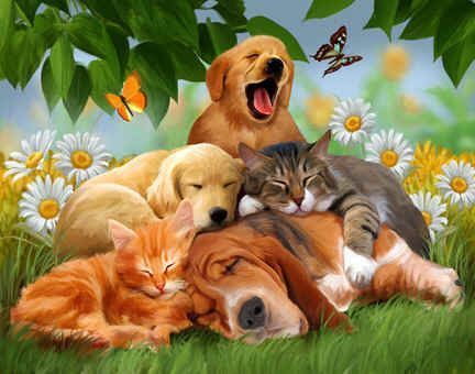 Chats chiens mignonnes images B  ( T.W)