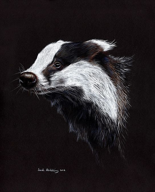 16- Animaux peints par Sarah Stribbling