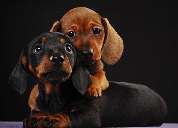 Photos droles ou tendres de chiens