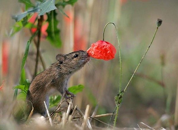 Photos droles et belles d'animaux 