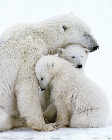 Photos droles ou belles d'animaux divers 