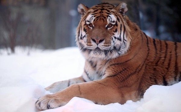 Photos droles et belles d'animaux 