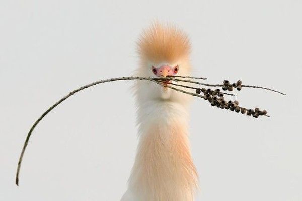 Photos droles et belles d'animaux